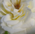 Biela - Trpasličia, mini ruža - Bianco